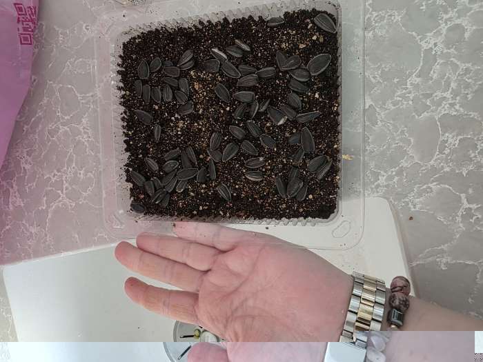 Фотография покупателя товара Семена Микрозелень подсолнечник «Солнце на окошке», 5 г, «Аэлита» - Фото 3