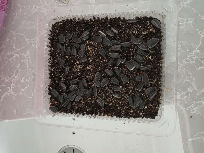 Фотография покупателя товара Семена Микрозелень подсолнечник «Солнце на окошке», 5 г, «Аэлита» - Фото 4