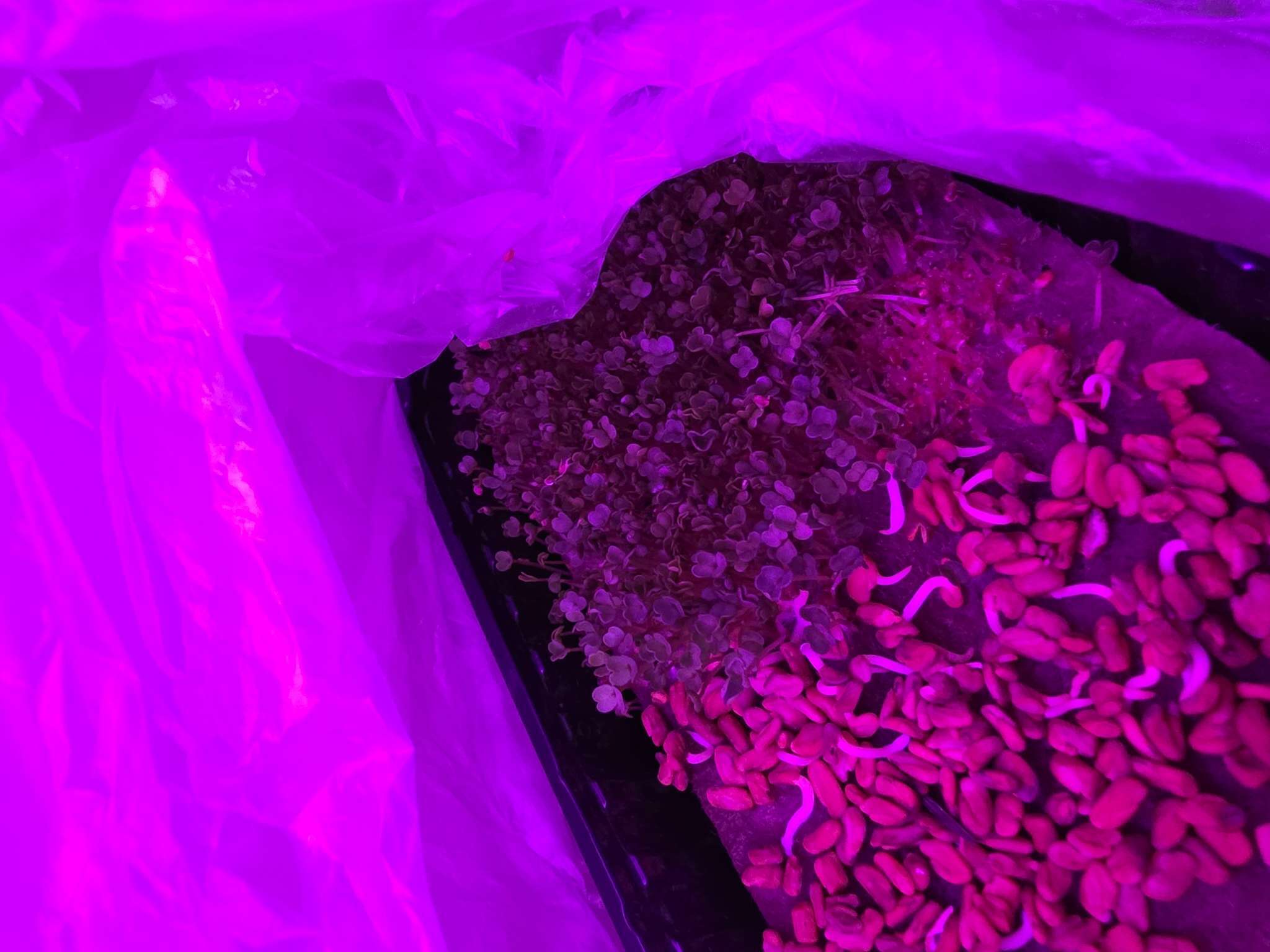 Фотография покупателя товара Набор семян Микрозелень Руккола, 5 шт. - Фото 2