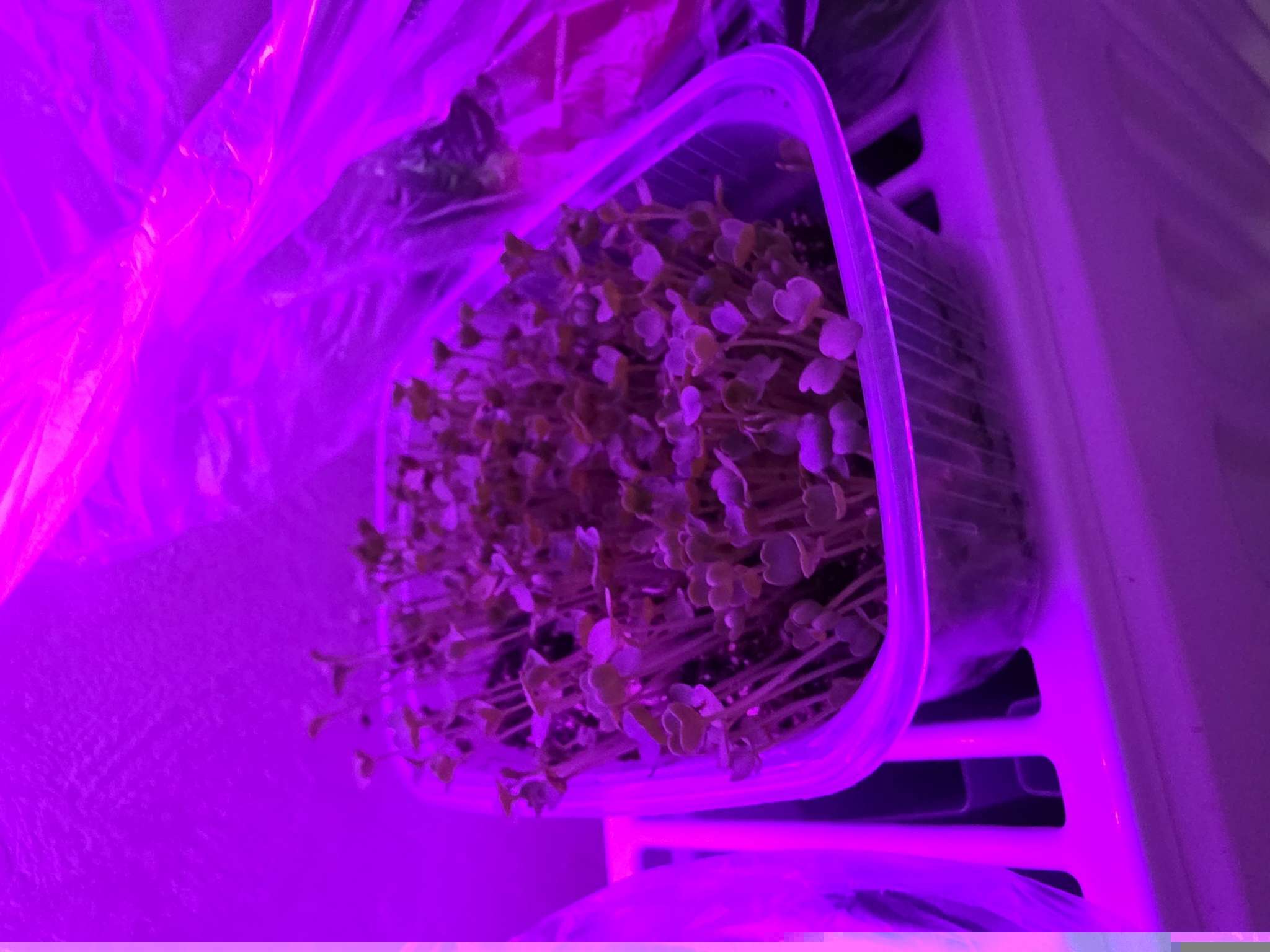 Фотография покупателя товара Набор семян Микрозелень Руккола, 5 шт. - Фото 3