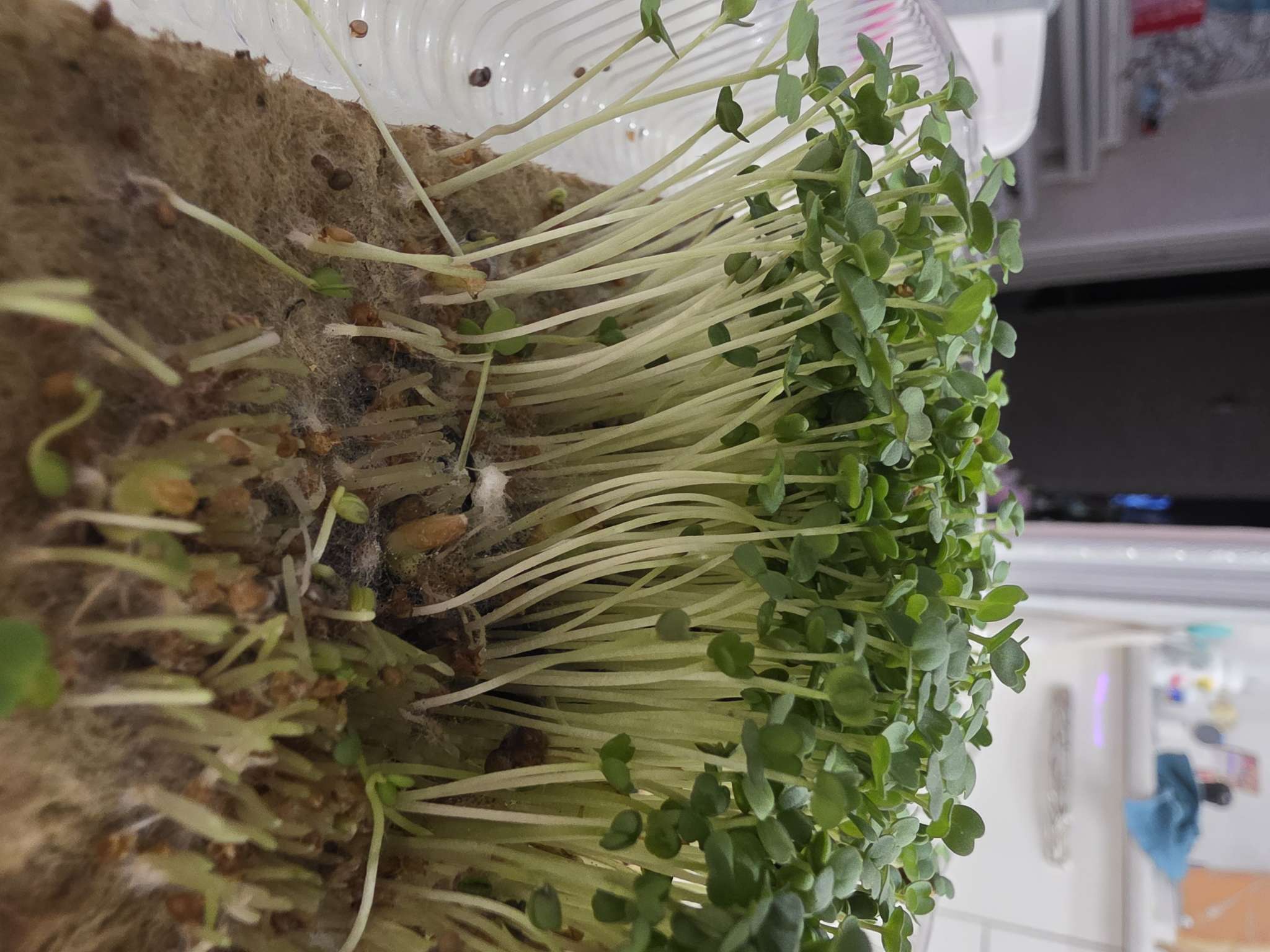 Фотография покупателя товара Набор семян Микрозелень Руккола, 5 шт. - Фото 1