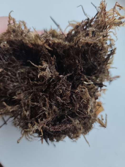 Фотография покупателя товара Мох сфагнум для террариумов «Рецепты дедушки Никиты» 2 л - Фото 49