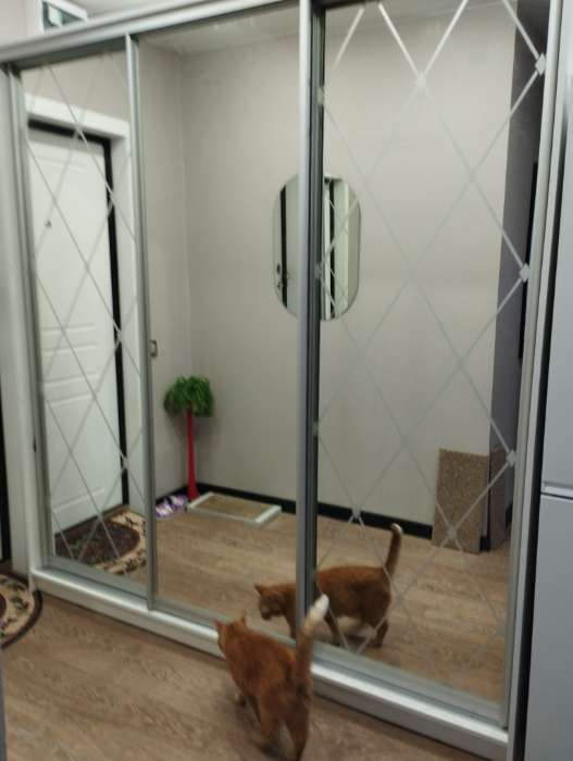 Фотография покупателя товара Шкаф - купе «Хит-22-20-656», с зеркалом, 2000×620×2200 мм, цвет белый шагрень - Фото 3