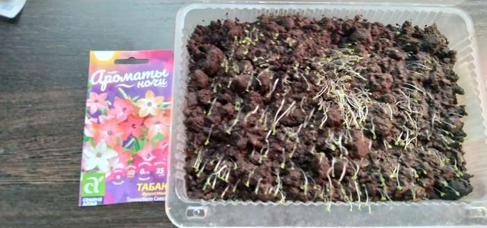 Фотография покупателя товара Семена цветов Табак "Тинкербелл", душистый, Сем. Алт, ц/п, 0,1 г - Фото 5