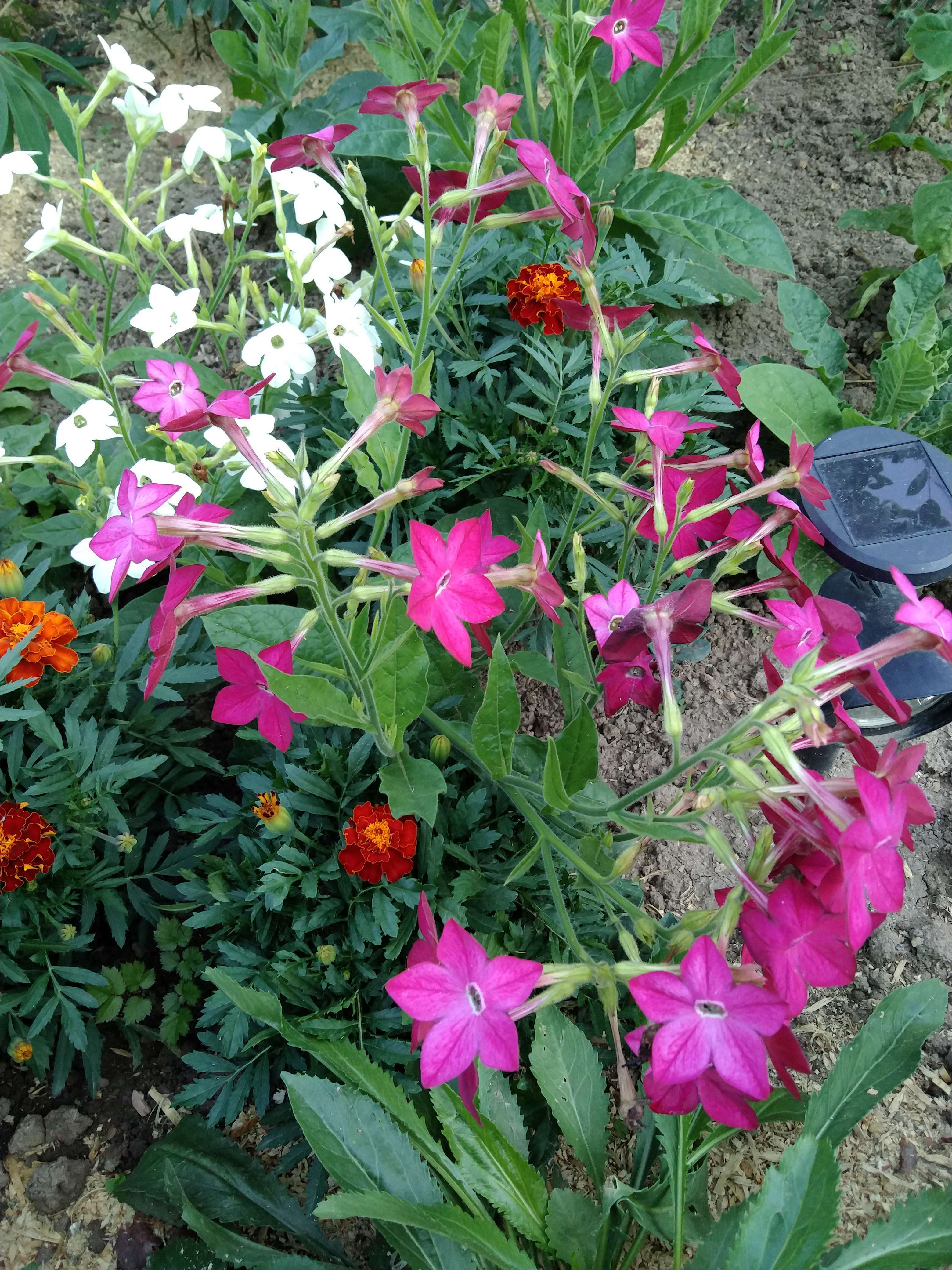 Фотография покупателя товара Семена цветов Табак "Тинкербелл", душистый, Сем. Алт, ц/п, 0,1 г - Фото 6