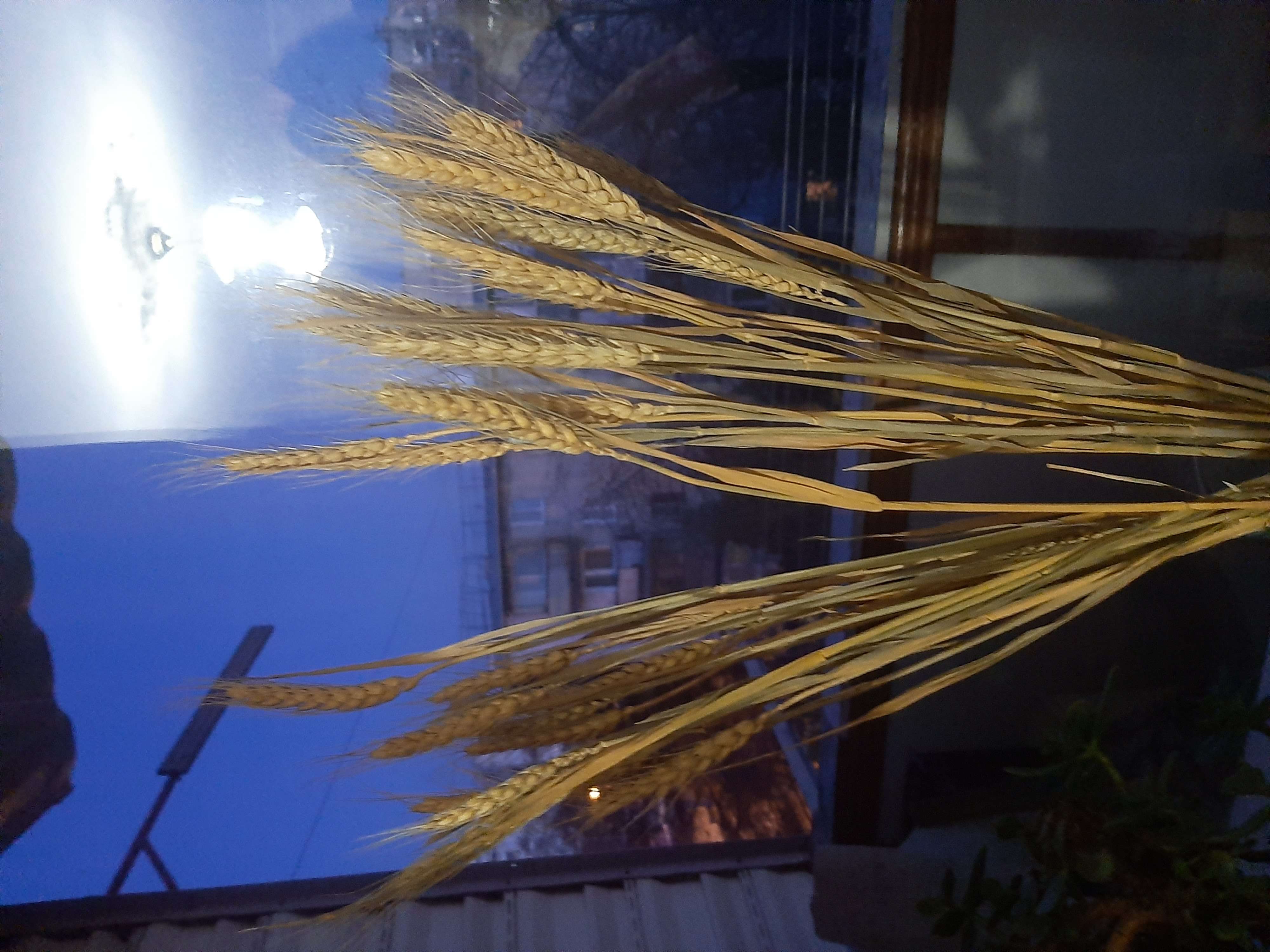 Фотография покупателя товара Декор сухоцвет "Пшеница" (набор 10 шт) 60 см, бежевый - Фото 8