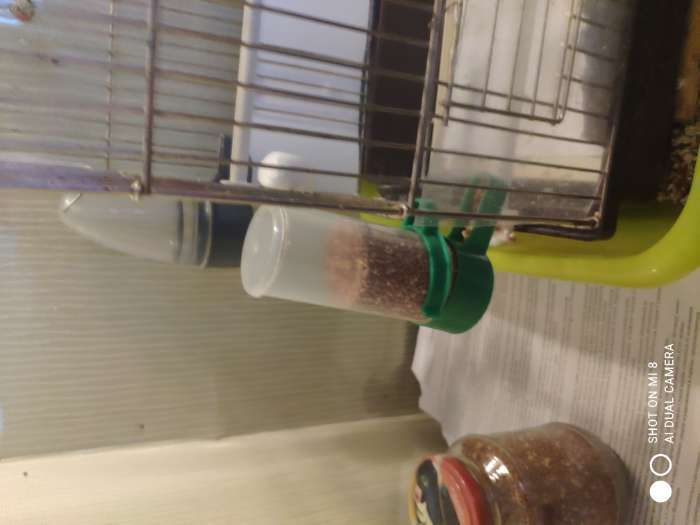 Фотография покупателя товара Поилка-кормушка для птиц, 140 мл, 4×12 см, пластик, зелёная - Фото 2