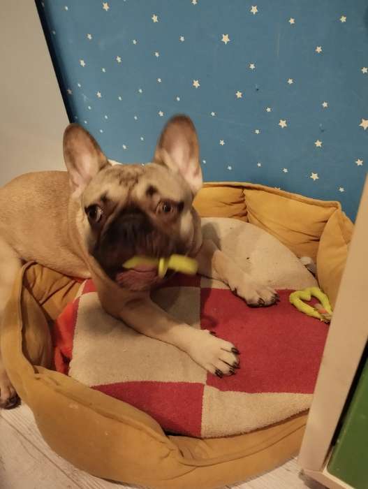 Фотография покупателя товара Жевательная игрушка для собак «Соска», 10×3 см, TPR, салатовая - Фото 2