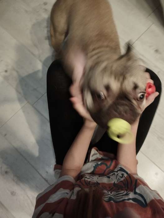 Фотография покупателя товара Жевательная игрушка для собак «Соска», 10×3 см, TPR, салатовая - Фото 3