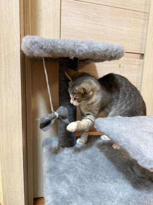 Фотография покупателя товара Домик для кошек, 33×42×63 см, с когтеточкой, квадратный, 3 уровня, ковролин, серый - Фото 1