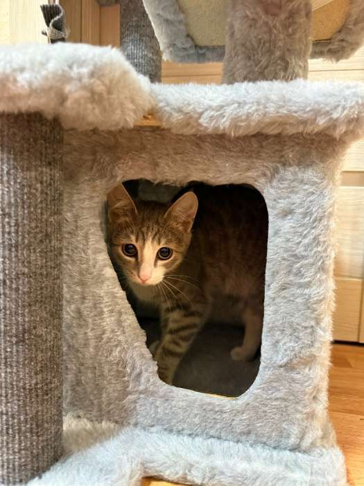 Фотография покупателя товара Домик для кошек, 33×42×63 см, с когтеточкой, квадратный, 3 уровня, ковролин, серый - Фото 2