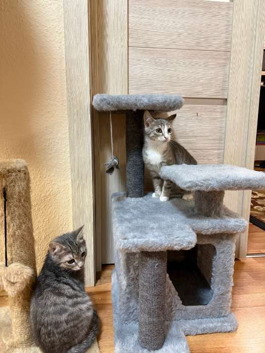 Фотография покупателя товара Домик для кошек, 33×42×63 см, с когтеточкой, квадратный, 3 уровня, ковролин, серый - Фото 3