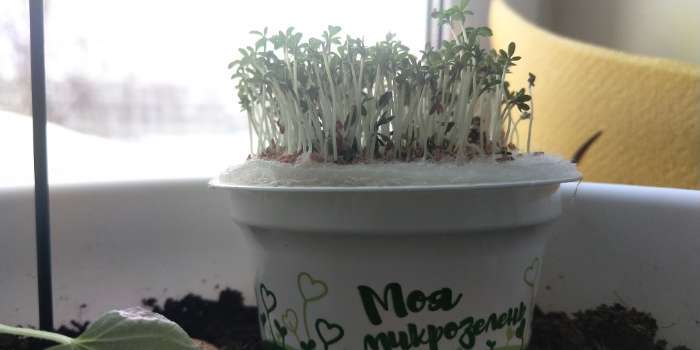Фотография покупателя товара Набор для выращивания «Моя микрозелень», кресс-салат - Фото 2