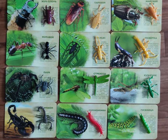 Фотография покупателя товара Набор животных с обучающими карточками «В мире насекомых», животные пластик, карточки, по методике Монтессори - Фото 2