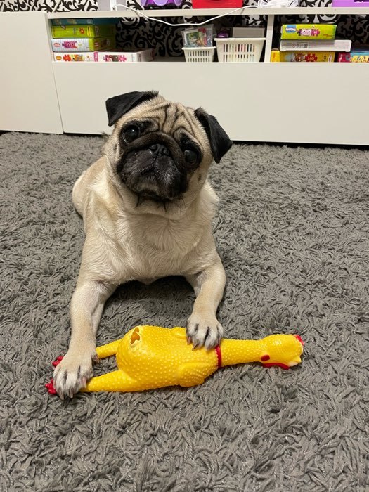Фотография покупателя товара Игрушка пищащая "Задумчивая курица" для собак, 28 см, жёлтая - Фото 20
