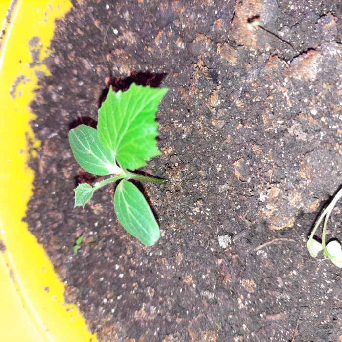 Фотография покупателя товара Горшок для рассады, 10 л, d=29 см, h=22.5 см, чёрный, Greengo - Фото 1