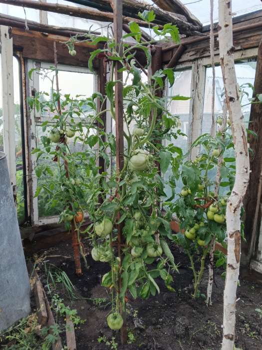 Фотография покупателя товара Семена Томат "Батяня", раннеспелый,индетерминантный,высокорослый, 20 шт - Фото 1