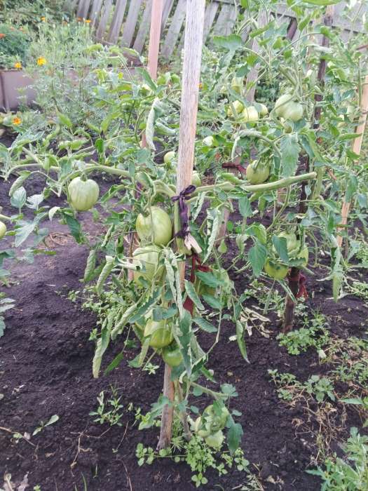 Фотография покупателя товара Семена Томат "Батяня", раннеспелый,индетерминантный,высокорослый, 20 шт - Фото 2