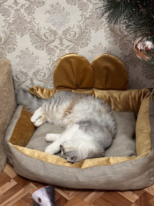 Фотография покупателя товара Лежанка «Милаш», 52×42×15, бязь, плюш, бежево-коричневая - Фото 1