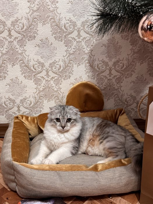 Фотография покупателя товара Лежанка «Милаш», 52×42×15, бязь, плюш, бежево-коричневая - Фото 2