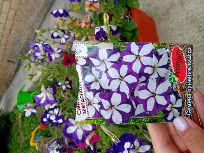 Фотография покупателя товара Семена цветов Петуния Ампельная лавина синий звездопад F1, О, 10шт - Фото 1