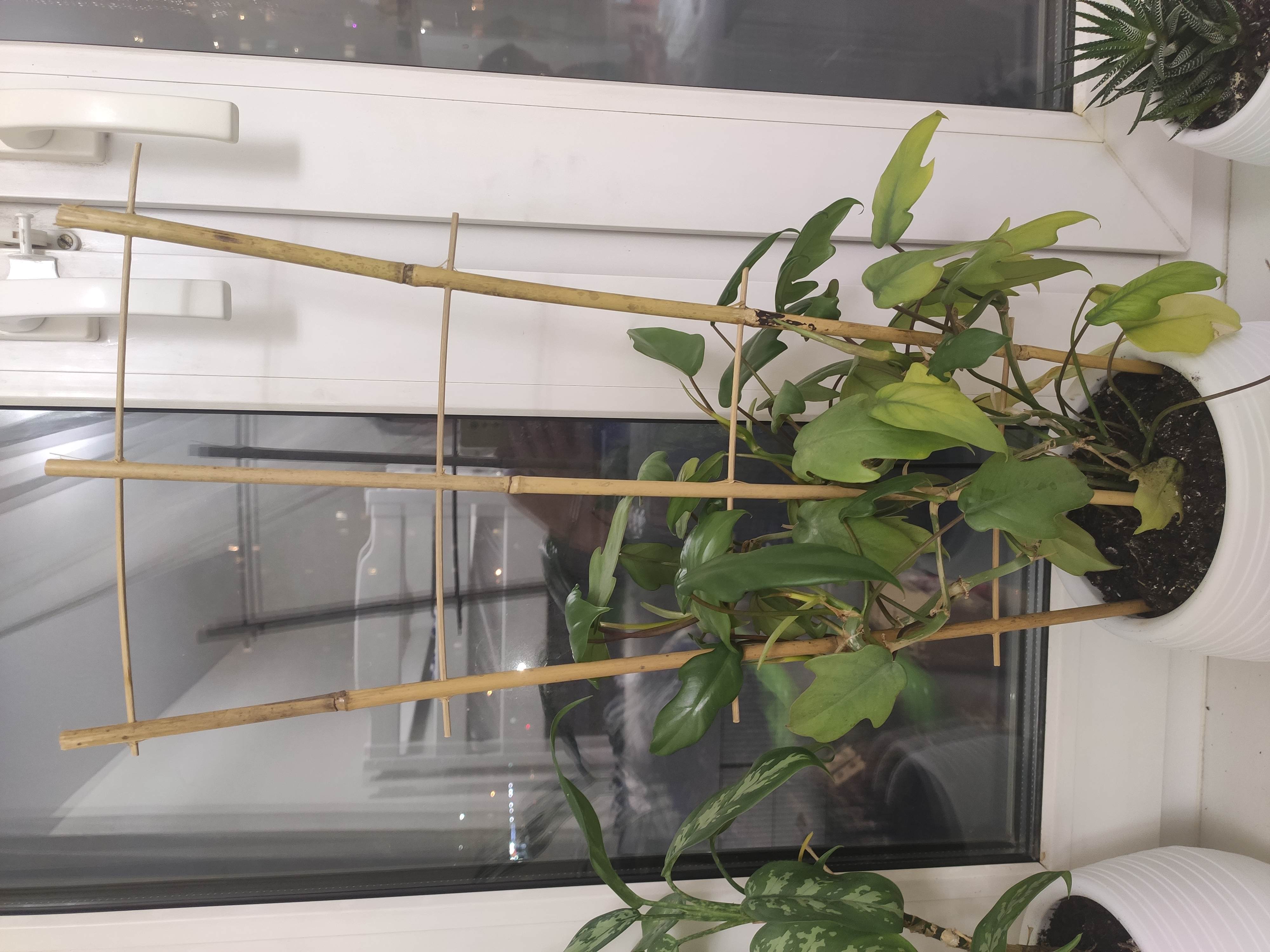 Фотография покупателя товара Шпалера, 60×32×1 см, бамбук, «Двойная», Greengo - Фото 1