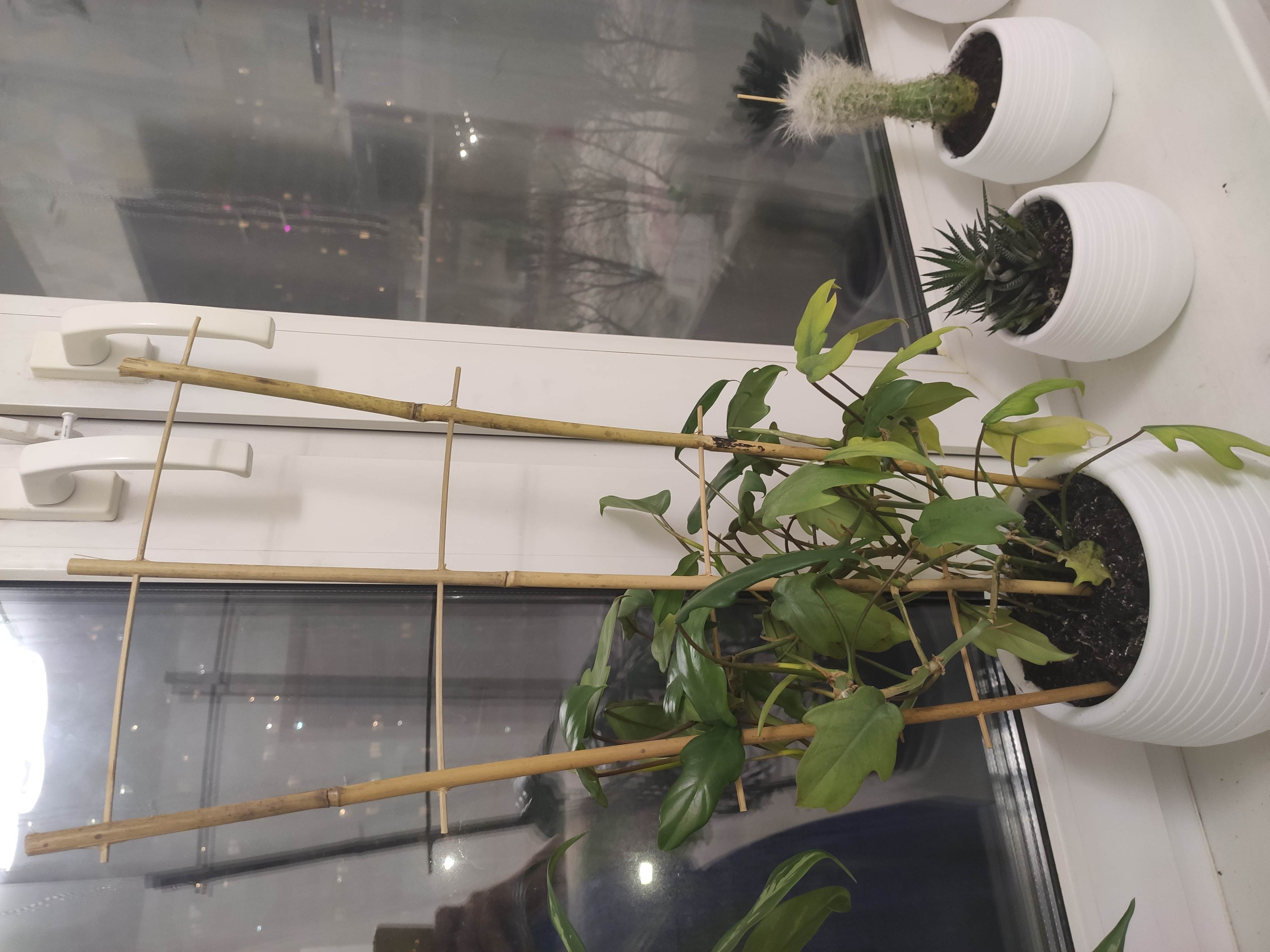 Фотография покупателя товара Шпалера, 60×32×1 см, бамбук, «Двойная», Greengo - Фото 2