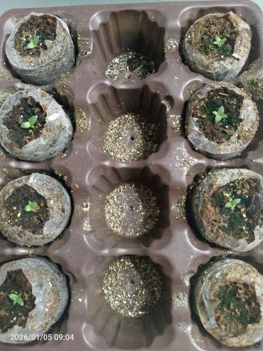 Фотография покупателя товара Семена цветов Эустома "Супер Мэджик" F1 смесь, О, DARIT  8 шт - Фото 1