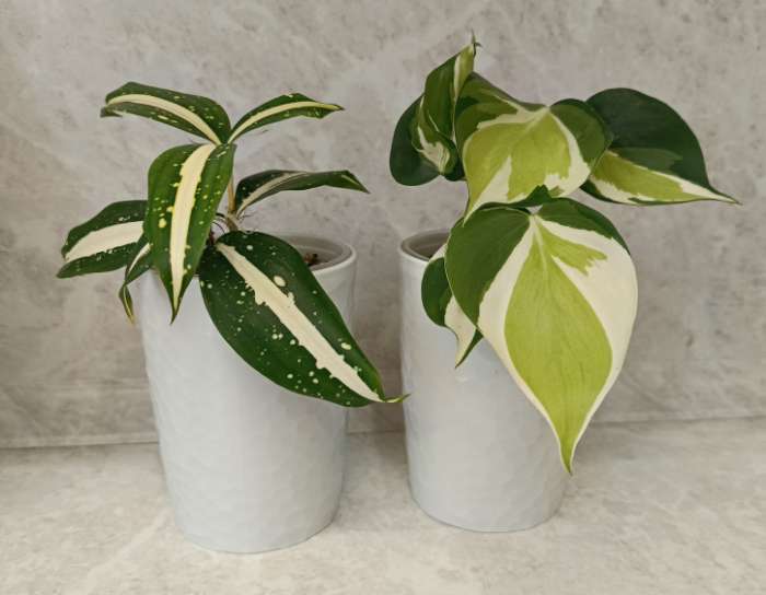 Фотография покупателя товара Стакан для зубных щёток Tule, 350 мл, d=7.7 см, h=10.4 см, светло-серый - Фото 1