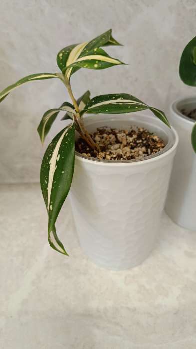 Фотография покупателя товара Стакан для зубных щёток Tule, 350 мл, d=7.7 см, h=10.4 см, светло-серый - Фото 3