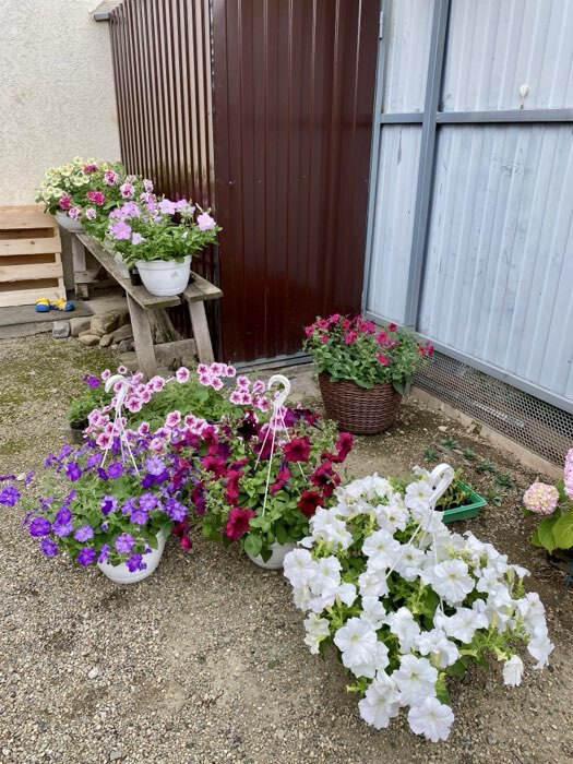 Фотография покупателя товара Семена цветов Петуния крупноцветковая "Танго", Бордовая, 15шт - Фото 1