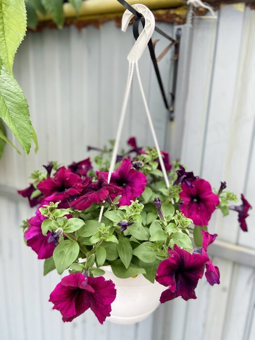 Фотография покупателя товара Семена цветов Петуния крупноцветковая "Танго", Бордовая, 15шт - Фото 2