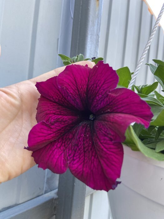 Фотография покупателя товара Семена цветов Петуния крупноцветковая "Танго", Бордовая, 15шт - Фото 3