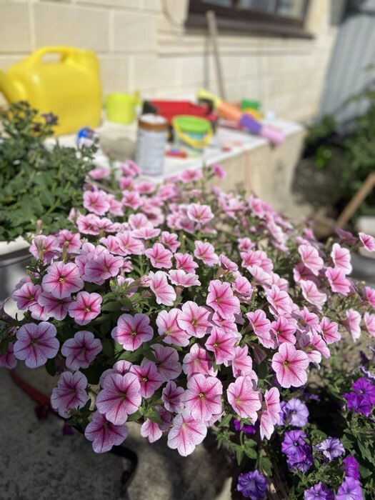 Фотография покупателя товара Семена Цветов Петуния каскадная «Опера Суприм Распберри Айс F1», 3 драже - Фото 1