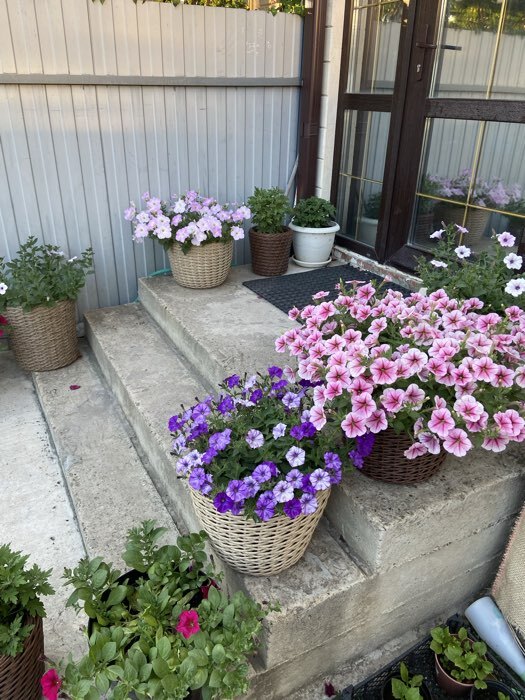 Фотография покупателя товара Семена Цветов Петуния каскадная «Опера Суприм Распберри Айс F1», 3 драже - Фото 2