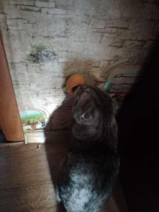 Фотография покупателя товара Игрушка для кошек с кошачьей мятой «Авокадо», 6 см, пластик, зелёная - Фото 1