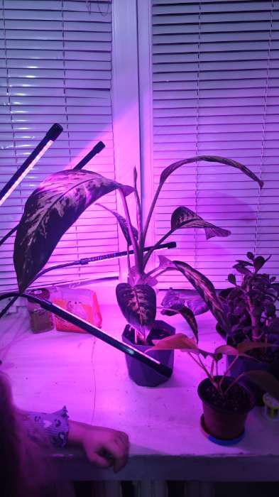 Фотография покупателя товара Фитосветильник для растений, светодиодный, 27 Вт, 250 мм, IP66, 5 В, USB, прищепка, таймер, биколорный - Фото 2