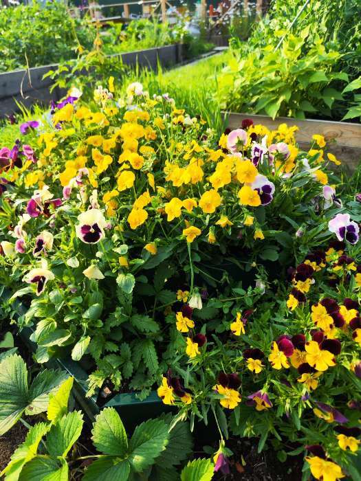 Фотография покупателя товара Семена цветов Виола "Шотландия", 0,1 г - Фото 2