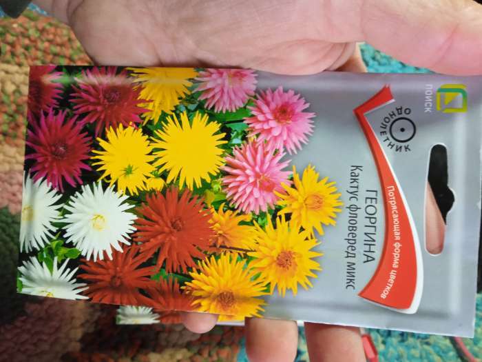 Фотография покупателя товара Семена цветов Георгина "Кактус фловеред микс" 0,2 г - Фото 1