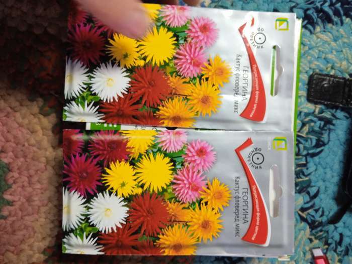 Фотография покупателя товара Семена цветов Георгина "Кактус фловеред микс" 0,2 г - Фото 3