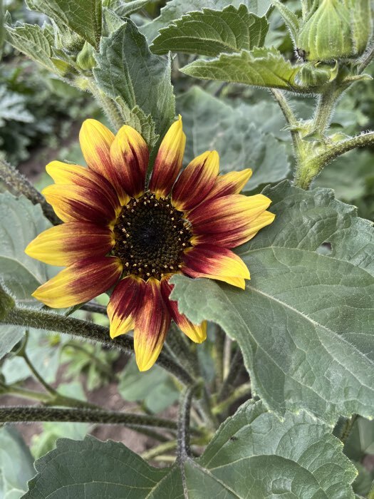 Фотография покупателя товара Семена цветов Подсолнечник однолетний "Малиновая королева", 0,5 г - Фото 1