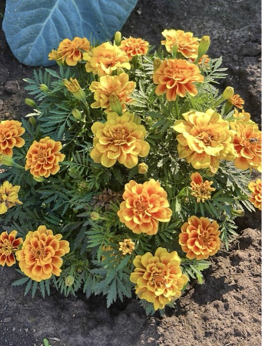 Фотография покупателя товара Семена цветов Бархатцы "Ту-Тон", 80 шт - Фото 1