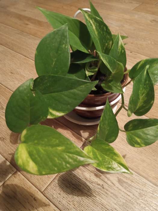 Фотография покупателя товара Подвес для кашпо «Одиночка», d=16 см, настенный, золотистый - Фото 2