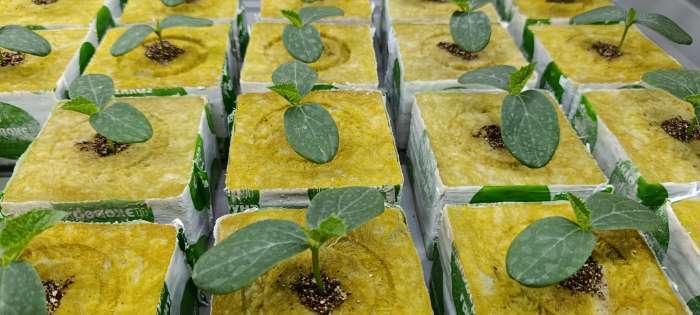 Фотография покупателя товара Семена Огурец партенокарпический «Шоша», F1, 5 шт., «Евросемена» - Фото 1