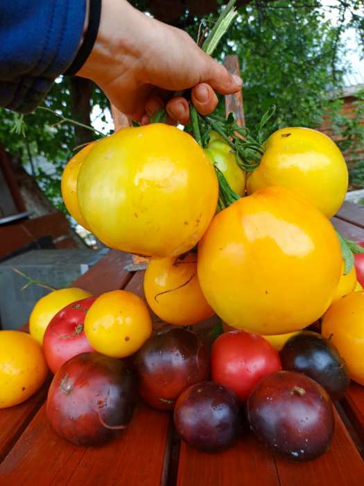 Фотография покупателя товара Семена Томат "Ваше Величество", среднеспелый, цп,индетерминантный,высокорослый, 0,05 г - Фото 1