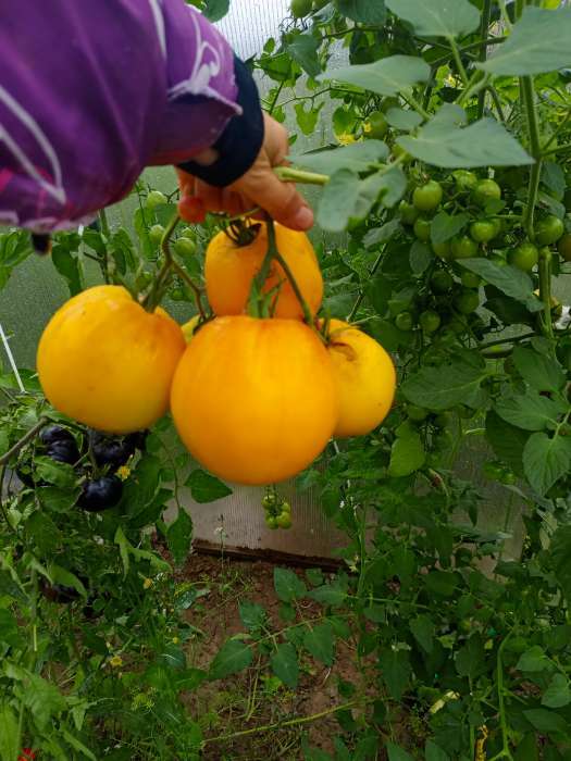 Фотография покупателя товара Семена Томат "Ваше Величество", среднеспелый, цп,индетерминантный,высокорослый, 0,05 г - Фото 2