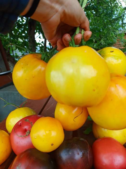 Фотография покупателя товара Семена Томат "Ваше Величество", среднеспелый, цп,индетерминантный,высокорослый, 0,05 г - Фото 3