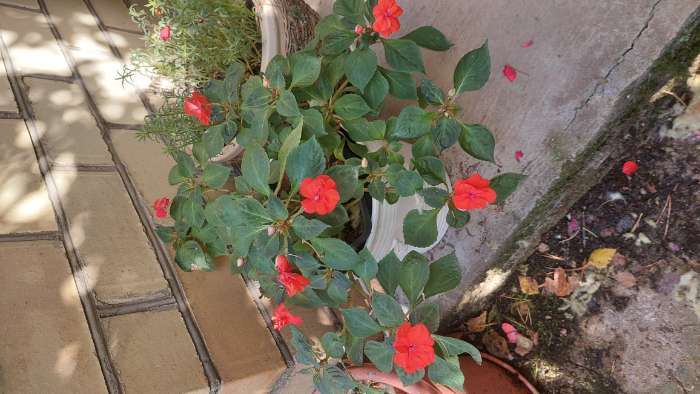 Фотография покупателя товара Семена цветов Бальзамин «Уоллера Искушение оранжевое», F1, однолетник, 4 шт., «Гавриш» - Фото 1