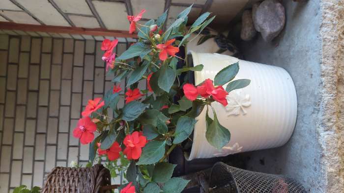 Фотография покупателя товара Семена цветов Бальзамин «Уоллера Искушение оранжевое», F1, однолетник, 4 шт., «Гавриш» - Фото 2