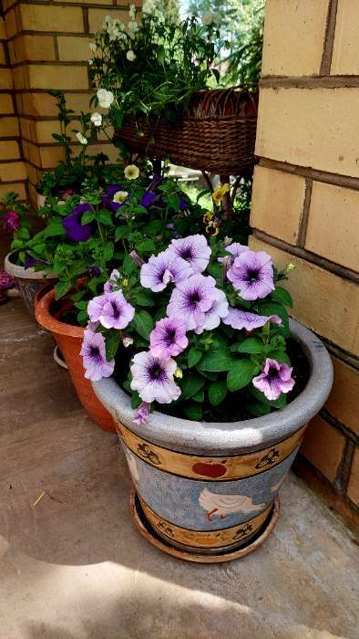 Фотография покупателя товара Семена Цветов Петуния "Мамбо", F1, синяя с прожилками, пробирка, 7 шт - Фото 2